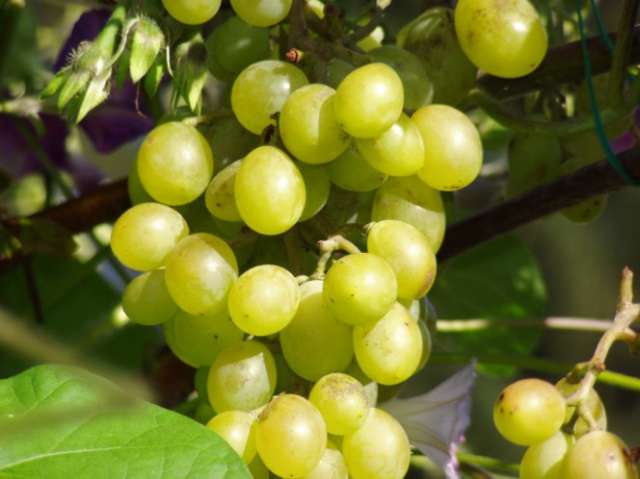 raisins fin septembre