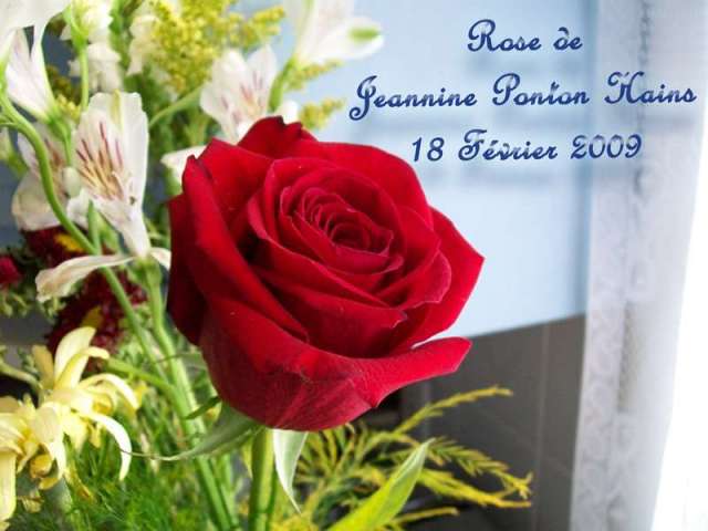 Rose de Jeannine Ponton Hains