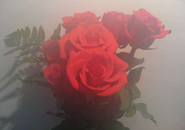 Roses de Jeannine