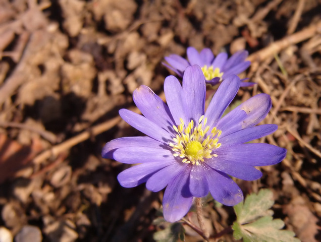 Fleure Bleu