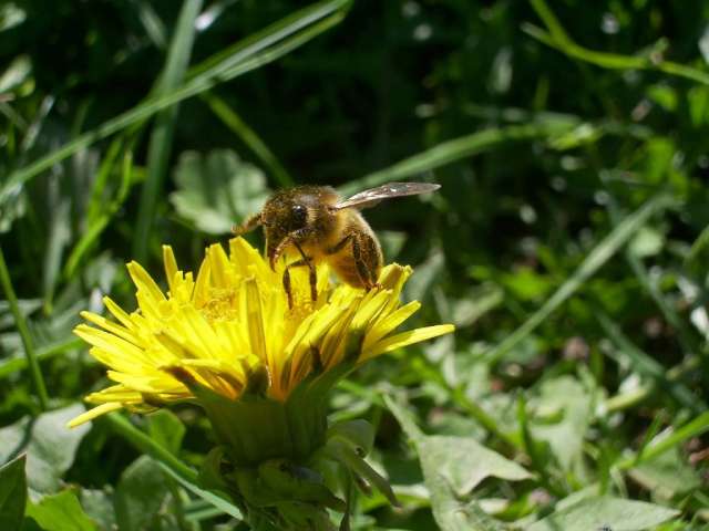 Une abeille sur un pissenlit