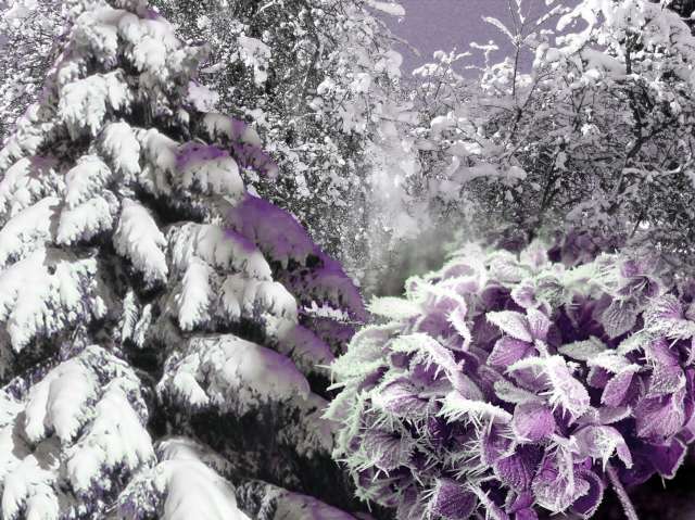 hiver violet