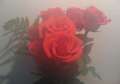 Roses de Jeannine, 2063 clic(s), 0 Commentaire(s)