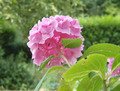 Fleure rose, 2125 clic(s), 0 Commentaire(s)