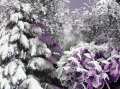 hiver violet, 3093 clic(s), 0 Commentaire(s)