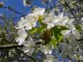 fleurs de cerisier, 3279 clic(s), 0 Commentaire(s)