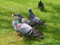 Pigeons, 2703 clic(s), 1 Commentaire(s)